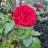 Scarlet Bonica rose photo