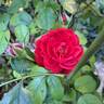 Scarlet Bonica rose photo