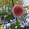 Meine Rose rose photo