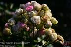 Prince Charles de Luxembourg rose photo