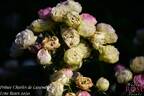 Prince Charles de Luxembourg rose photo