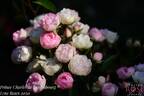 Prince Charles de Luxembourg rose photo