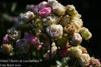 Prince Charles de Luxembourg rose photo