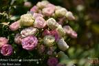 Prince Charles de Luxembourg rose photo
