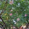 Mutabilis rose photo