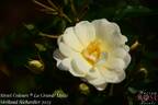 La Grande Motte rose photo