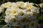 La Grande Motte rose photo