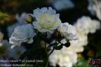 La Grande Motte rose photo
