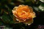 Spotlight rose photo