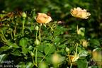 Spotlight rose photo