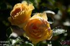Spotlight rose photo
