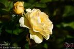 Spotlight rose photo