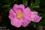 Speedway rose photo