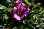 Speedway rose photo
