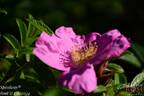 Speedway rose photo