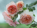 Versigny ® rose photo