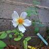 Golden Wings rose photo