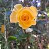 Sunmaid rose photo
