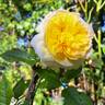 Henri Delbard rose photo
