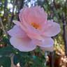 Petit Trianon ® rose photo