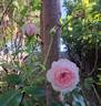 Catherine Meurisse rose photo