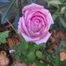 Gérard Depardieu rose photo