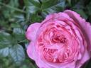 Ball Gown rose photo