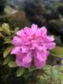 AKA 318-22.1 rose photo