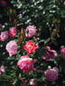 Pink Chantilly rose photo