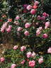 Pink Chantilly rose photo