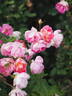 Pink Chantilly rose photo