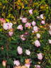 Pink Chantilly rose photo