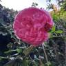 Penelope Lively rose photo
