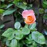 King Arthur ® rose photo