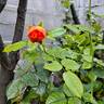 Salto rose photo