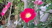 Candia Meillandécor ® rose photo