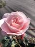 AKA 391-20 rose photo
