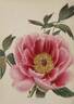 <i>P. moutan rosea</i> peony photo