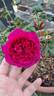 C03-1 rose photo