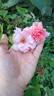 D03-1 rose photo