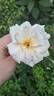 D03-2 rose photo
