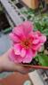 E01-2 rose photo