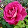 Baronne Edmond de Rothschild ® rose photo