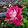 Baronne Edmond de Rothschild ® rose photo