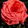 Fragrant Cloud rose photo