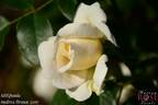 ABRpaula rose photo