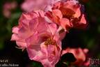 Sci-Fi rose photo
