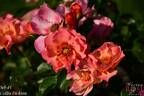 Sci-Fi rose photo