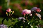 Ruth's Delight rose photo