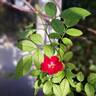 La Belle Rouge rose photo